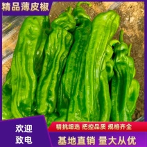 薄皮椒芜湖椒苏椒万亩基地大量上市，专业合作社，诚信合作。