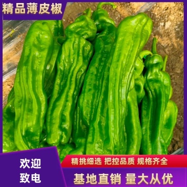 薄皮椒芜湖椒苏椒万亩基地大量上市,专业合作社,诚信合作。