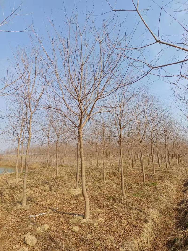 8公分乌桕10公分乌桕树价格是多少