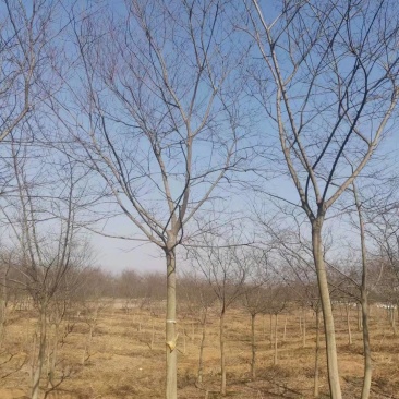 朴树14公分15公分价格介绍，小叶朴树基地