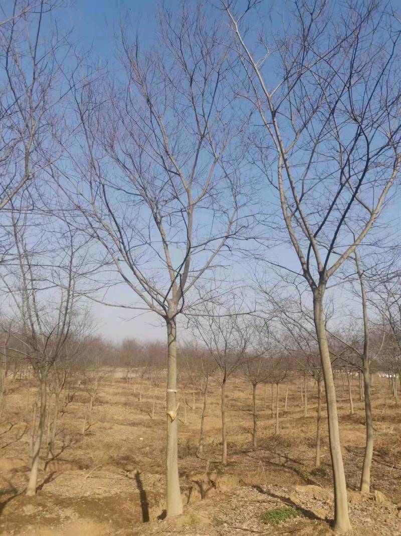 朴树14公分15公分价格介绍，小叶朴树基地