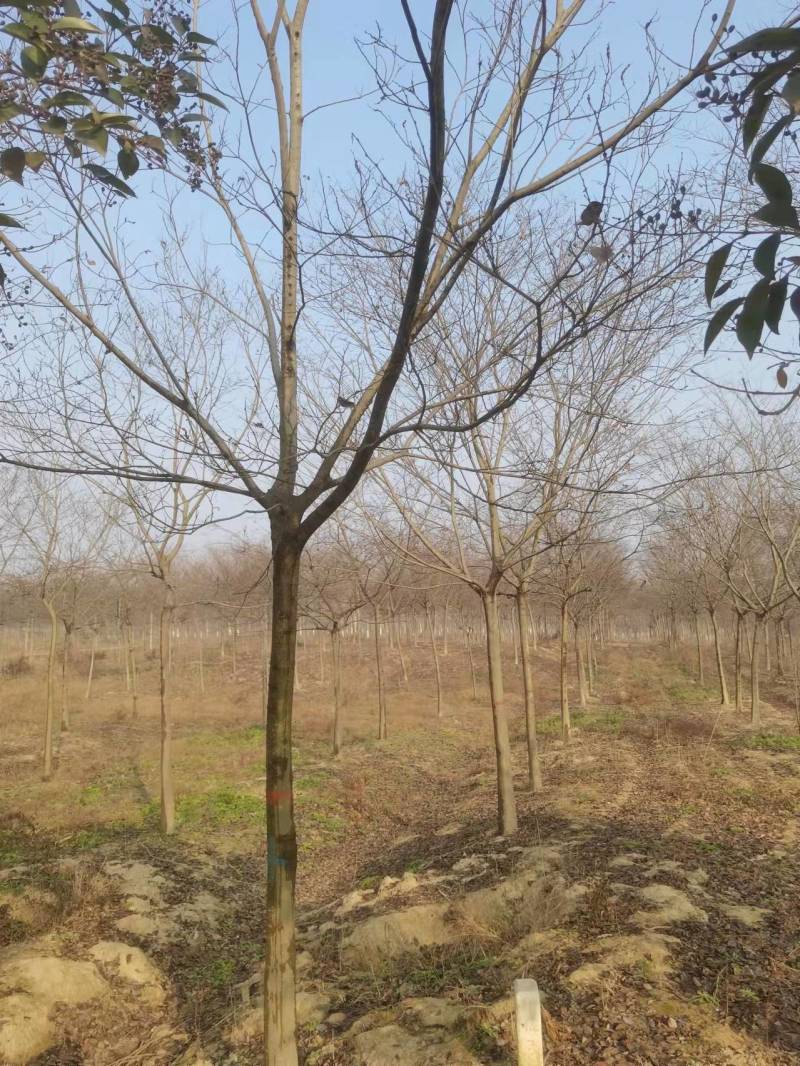 朴树14公分15公分价格介绍，小叶朴树基地