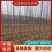 【放心苗】杜仲苗一公分起步规格齐全产地直发价格便宜