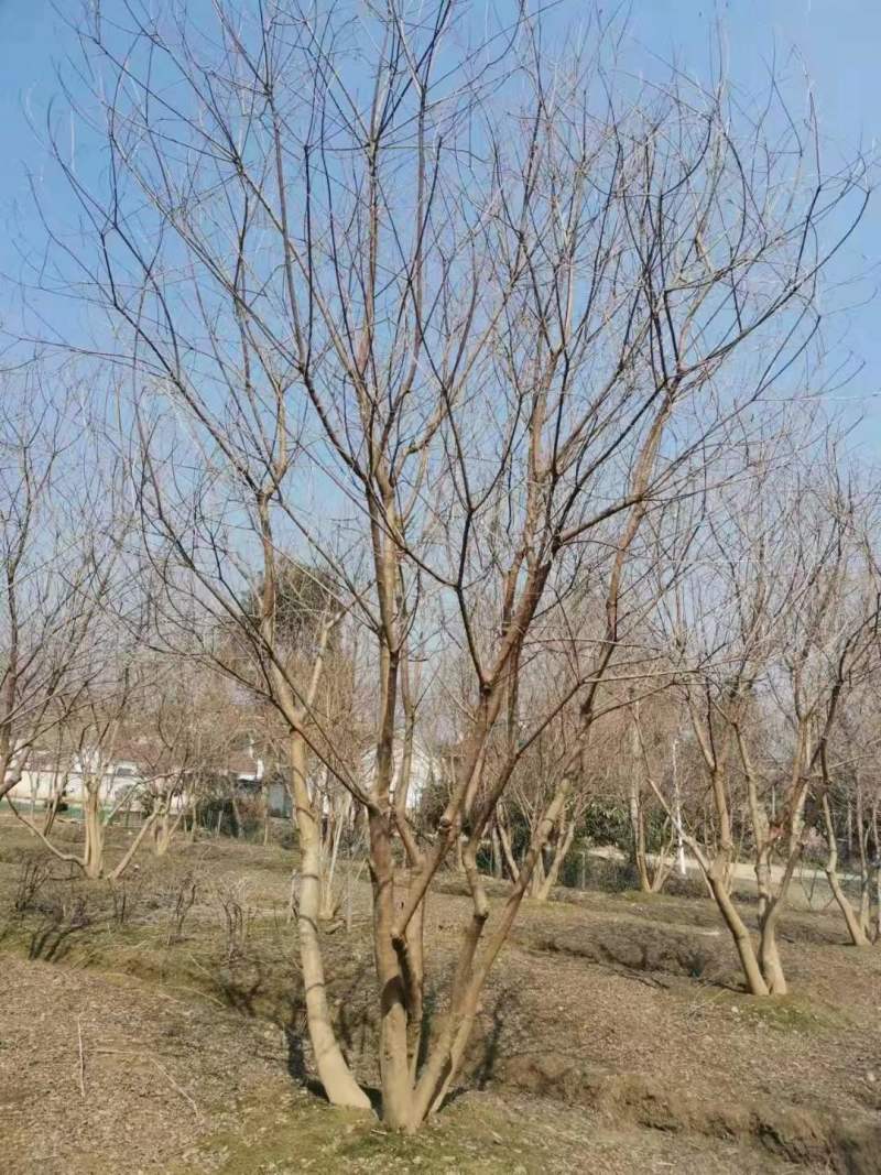 丛生乌桕树价格表，产地报价介绍