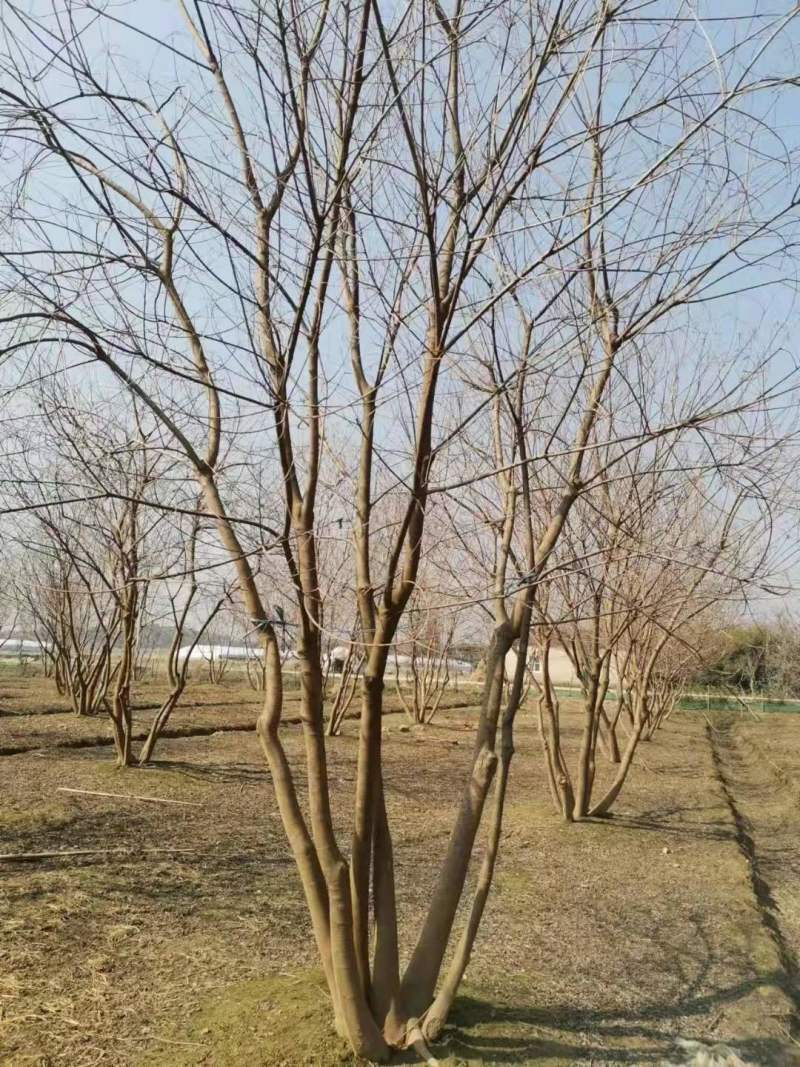 丛生乌桕树价格表，产地报价介绍