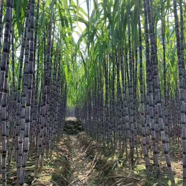 白糖，红糖，冰糖，老冰糖，黄冰糖，糖厂直销，厂长糖厂直销