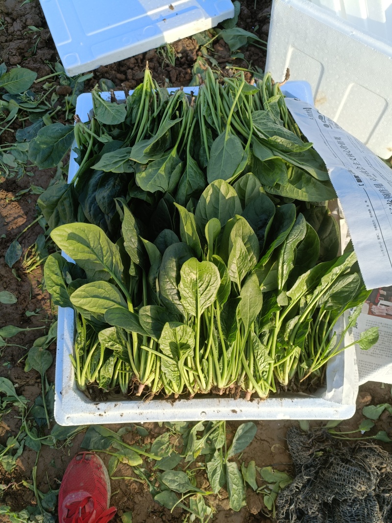 精品菠菜一手货源即将大量上市发货快