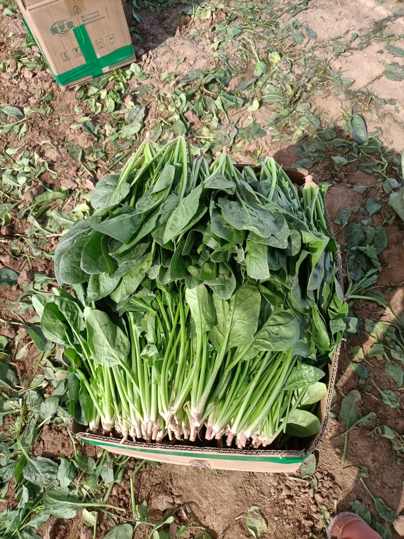 精品菠菜一手货源即将大量上市发货快