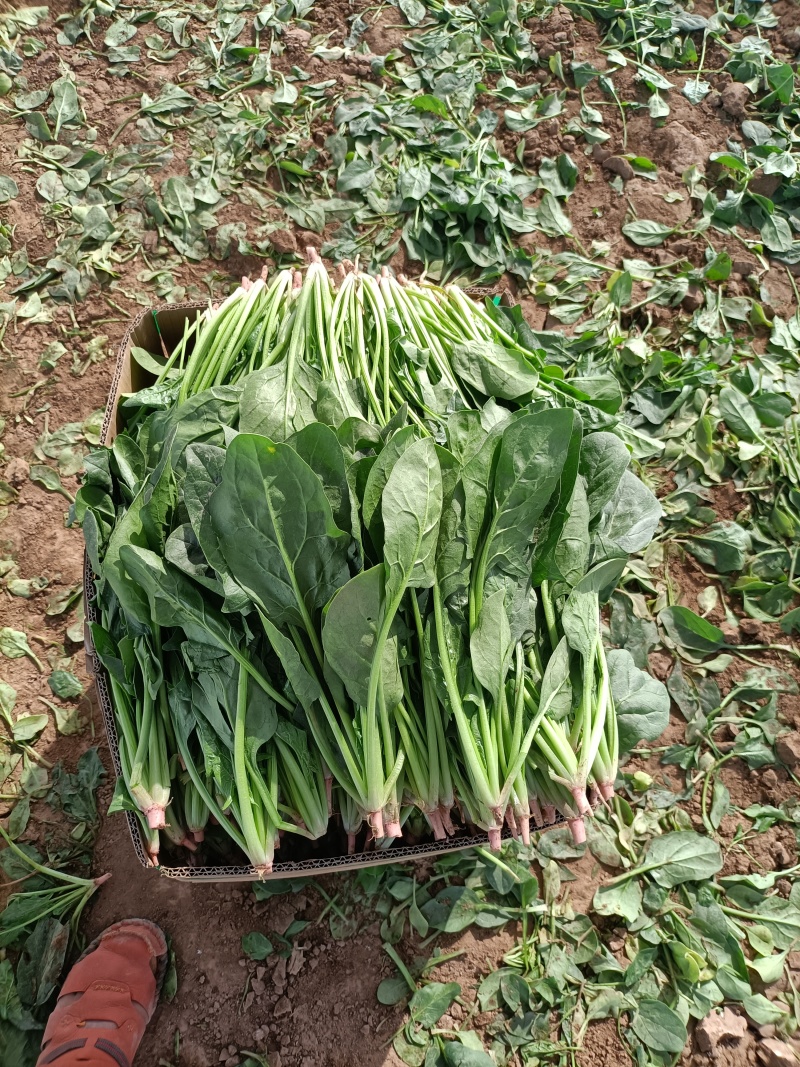 精品菠菜一手货源即将大量上市发货快