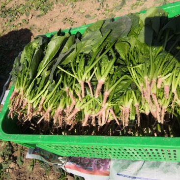 精品菠菜一手货源即将大量上市发货快