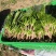精品菠菜一手货源即将大量上市发货快