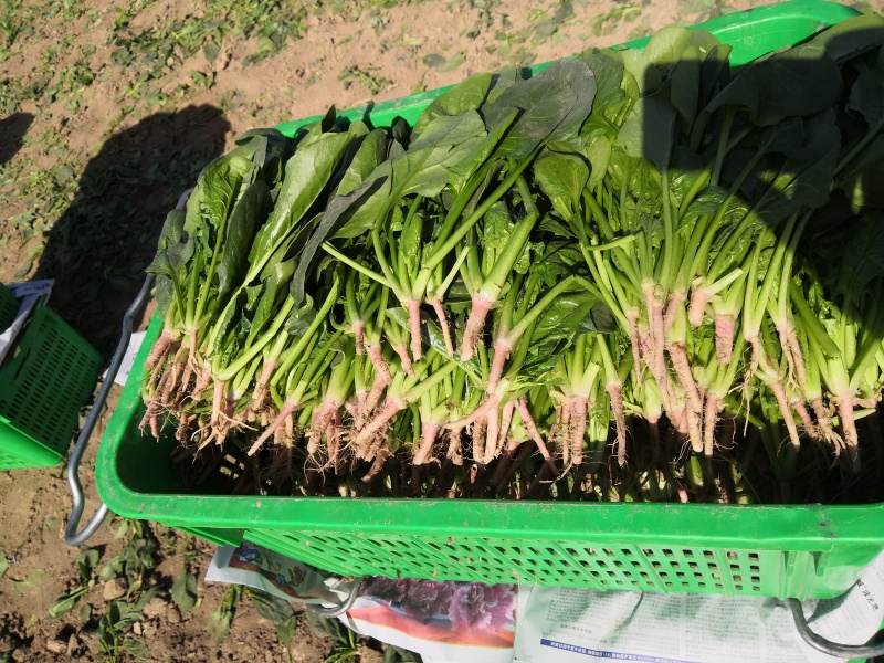 精品菠菜一手货源即将大量上市发货快