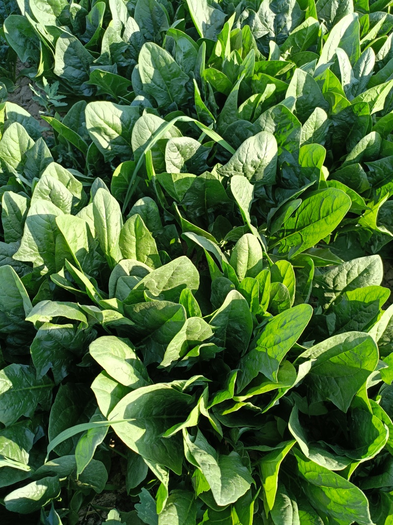 精品菠菜一手货源即将大量上市发货快
