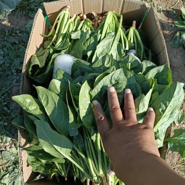 精品小波菜露天种植自然生长颗大味正速来联系吧