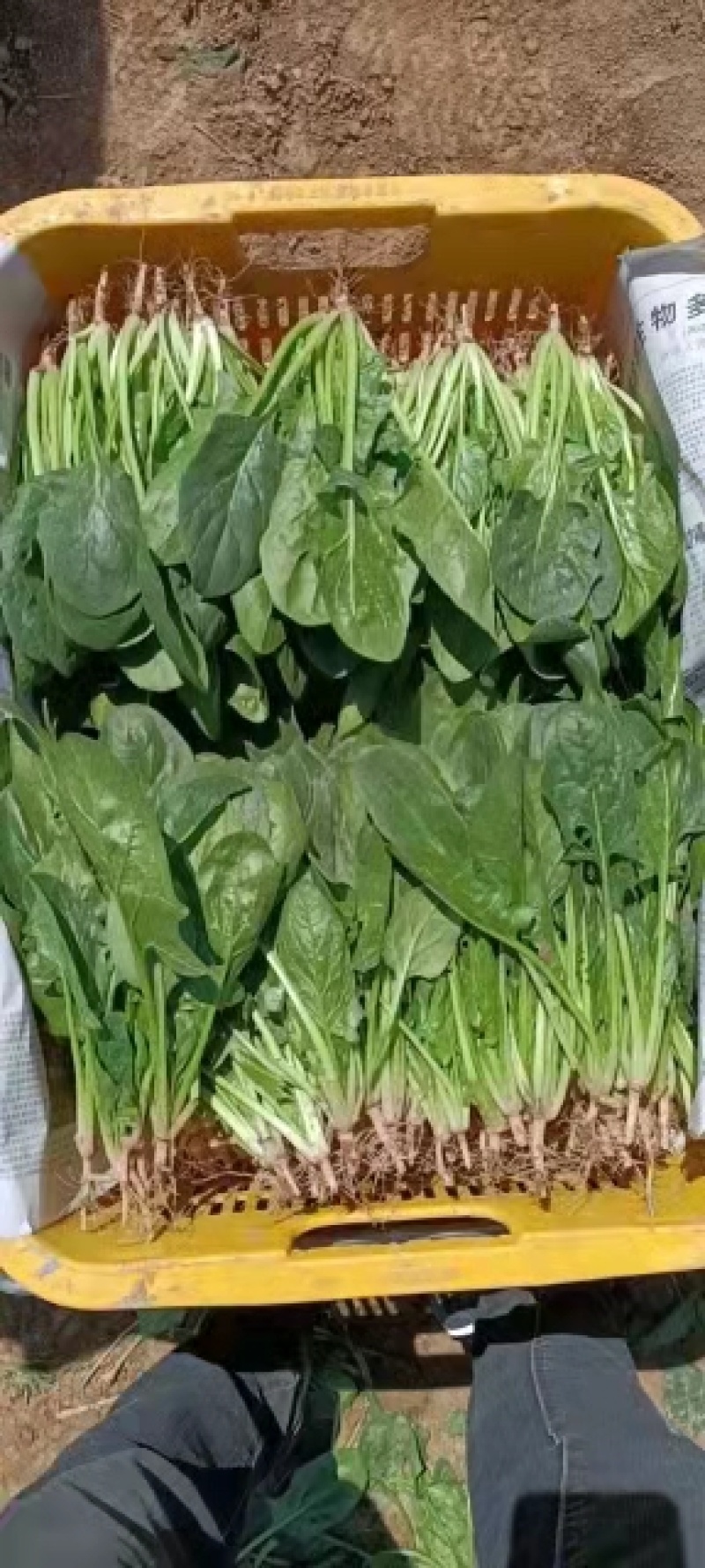 精品小波菜露天种植自然生长颗大味正速来联系吧