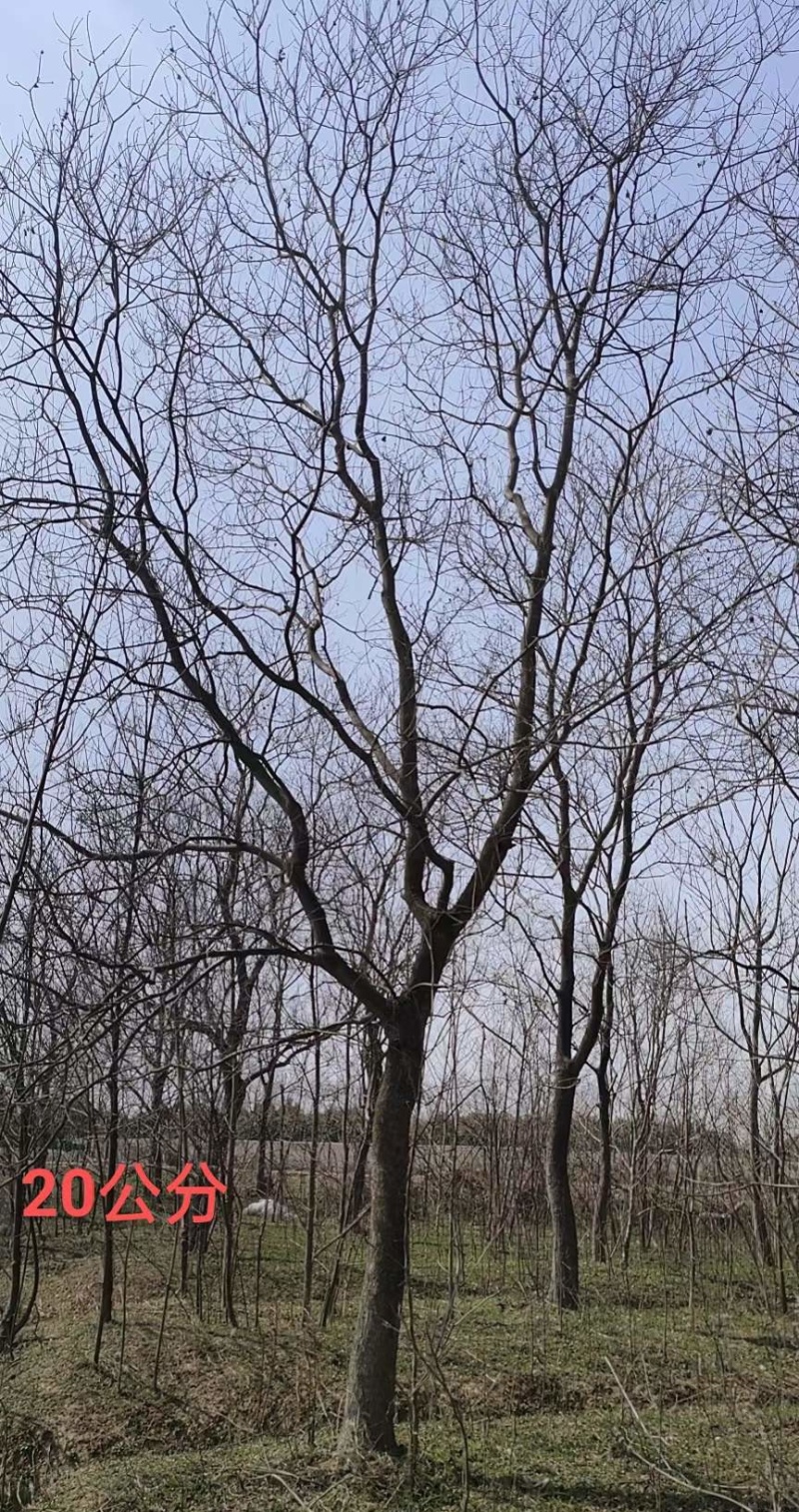 18公分乌桕，20公分乌桕树价格多少