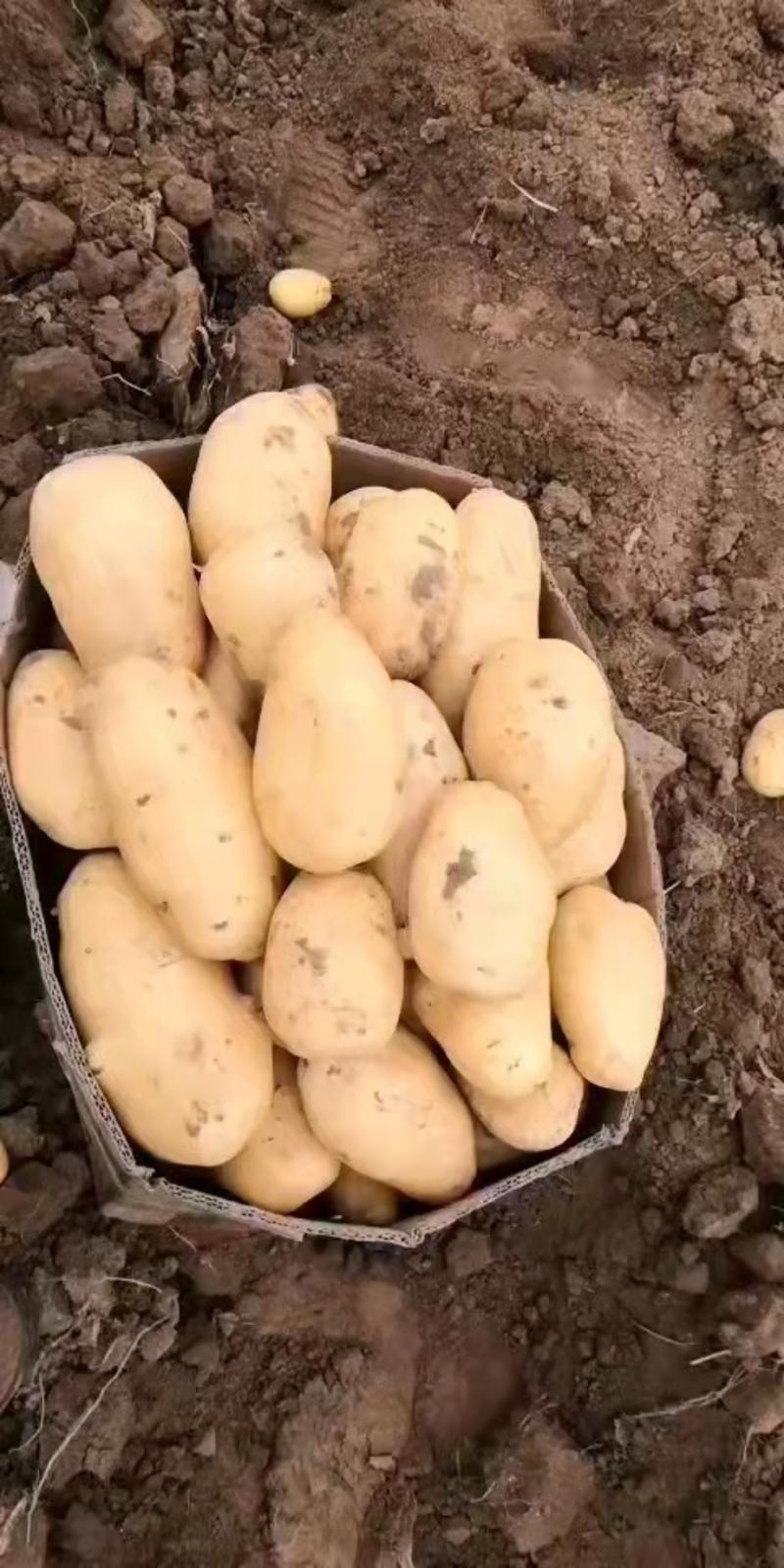 【精品】荷兰十五土豆一手货源产地直发量大从优可视频看货