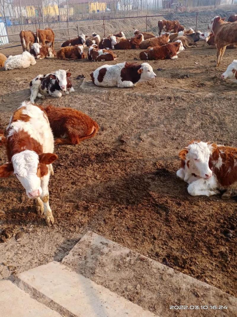 西门塔尔牛吉林养殖基地出售优质西门塔尔牛保证健康