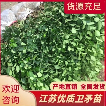 江苏优质卫矛卫矛苗卫矛球苗圃基地直发现挖现卖可视频看货