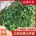 江苏优质卫矛卫矛苗卫矛球苗圃基地直发现挖现卖可视频看货