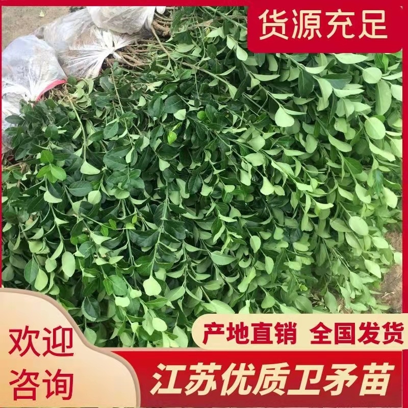 江苏优质卫矛卫矛苗卫矛球苗圃基地直发现挖现卖可视频看货