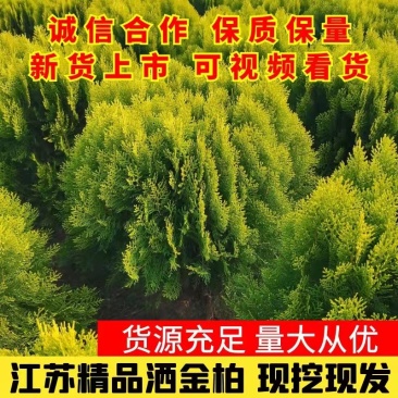江苏精品洒金柏洒金柏球冠幅50—60高度70—80现挖现发