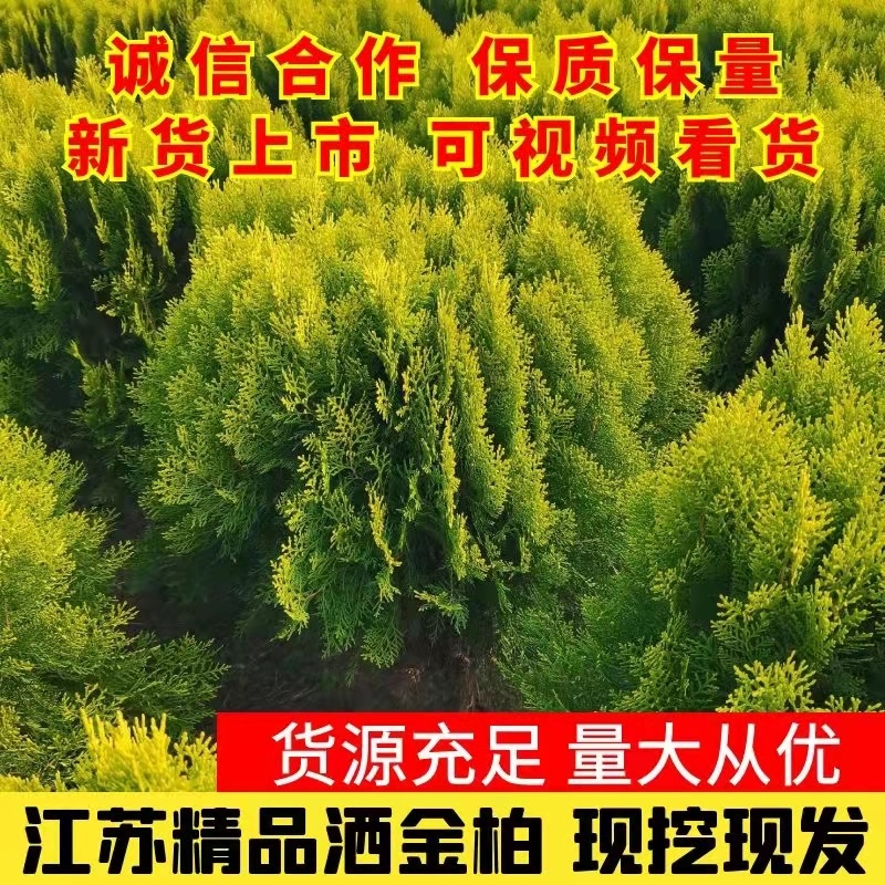 江苏精品洒金柏洒金柏球冠幅50—60高度70—80现挖现发