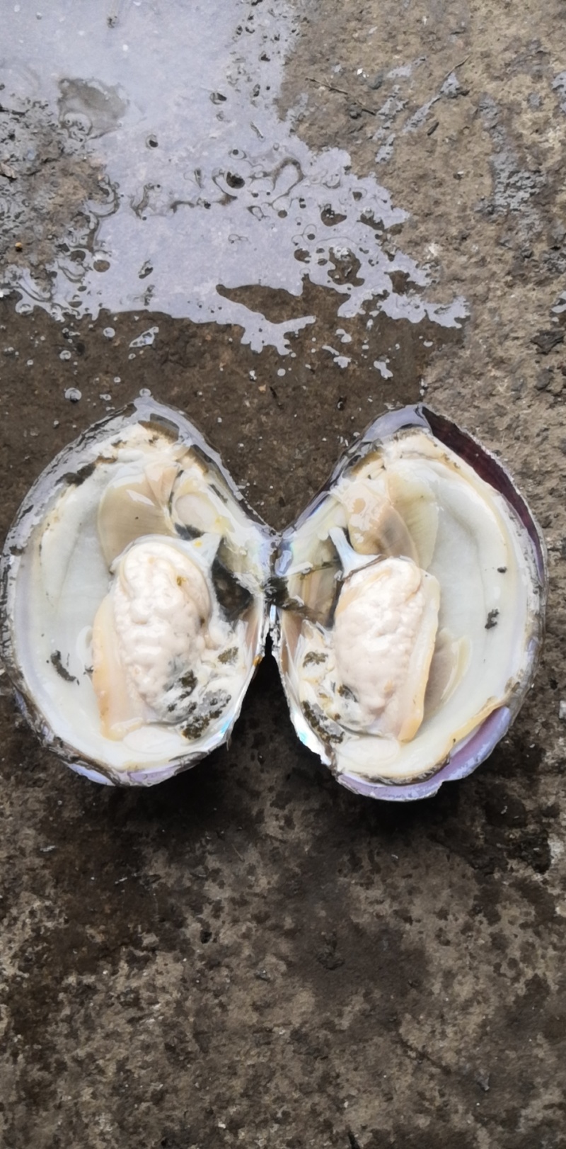 清水湖河蚌，质量保证。量大从优，欢迎问价