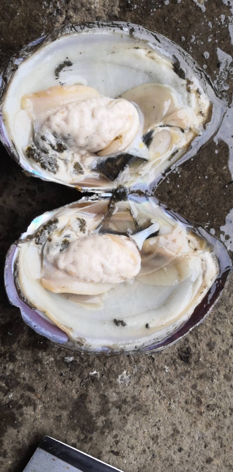 清水湖河蚌，质量保证。量大从优，欢迎问价