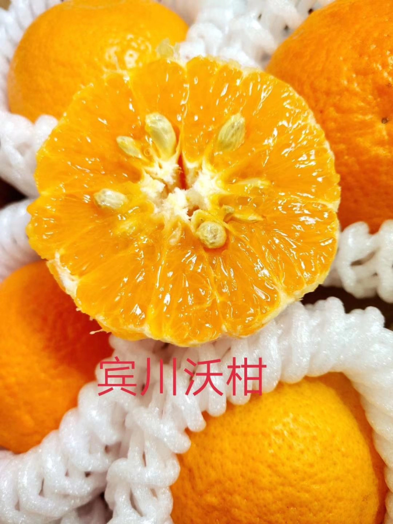 云南精品沃柑多汁纯甜现摘现发个头大货源充足可视频看货