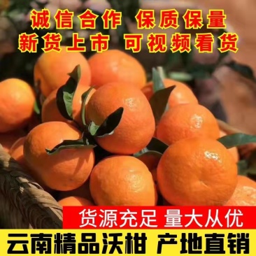 云南精品沃柑多汁纯甜现摘现发个头大货源充足可视频看货