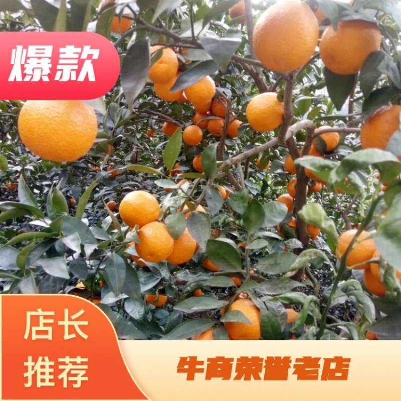 精品黄果柑大量上市50起摘，价格便宜，一手货源对接全客商