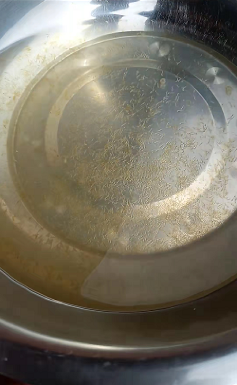 草鱼水花规格齐全广东产地直销好货草鱼水花全国发货