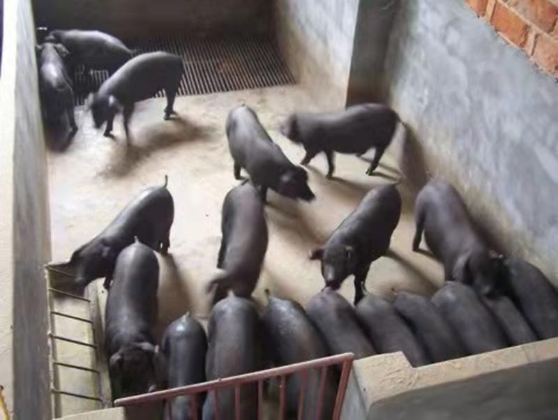 育肥黑猪苗技术指导可视频选货猪场直销