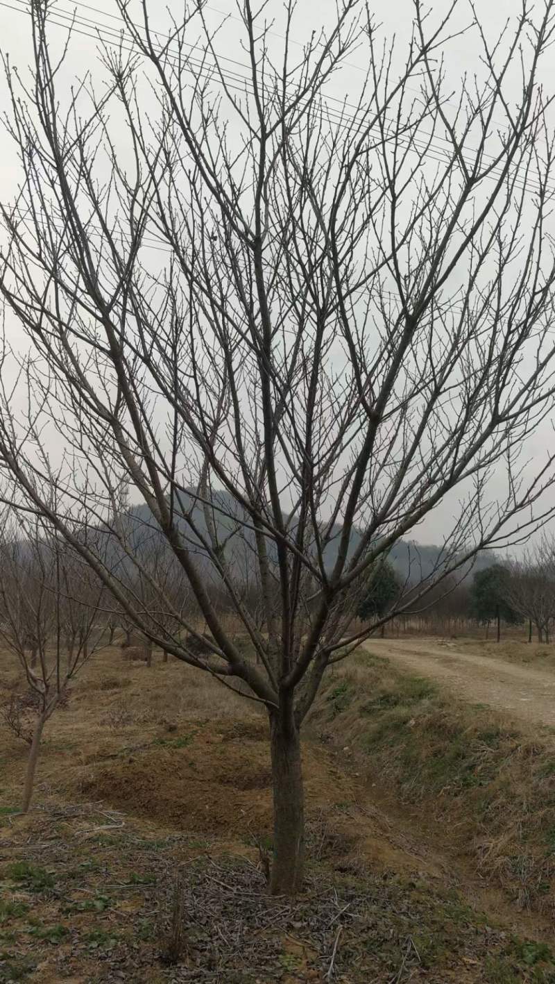 晚樱15公分16公分18公分价格介绍