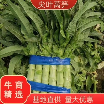 基地尖叶莴笋三青莴笋产地直销保质保量青皮绿肉