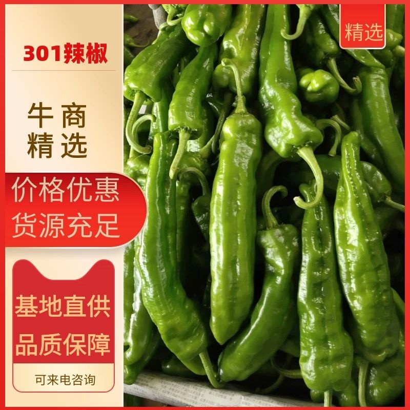 301辣椒薄皮货源充足货源新鲜产地直发一手货源
