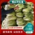 菊紧春季黄心大白菜，包心实，无烧心，产地直发