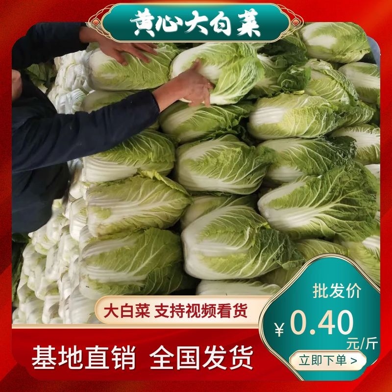 菊紧春季黄心大白菜，包心实，无烧心，产地直发