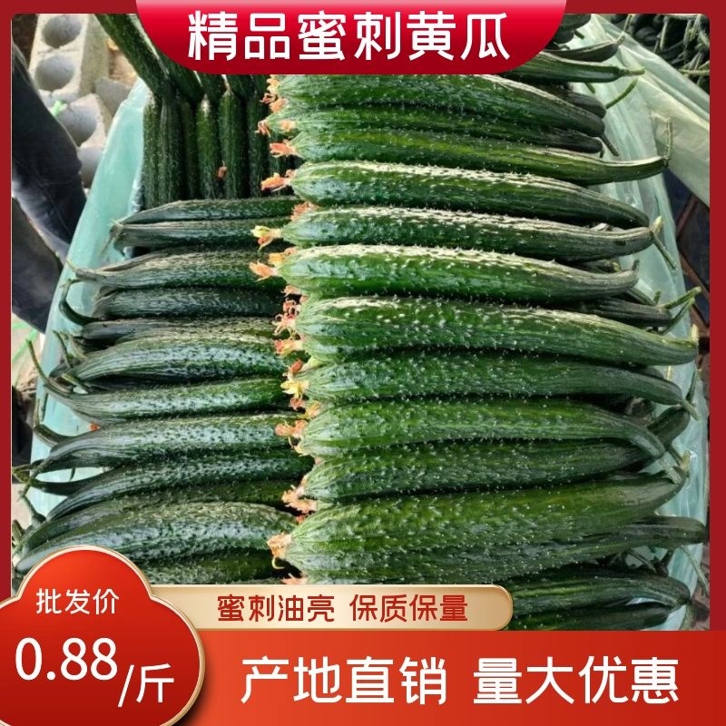 万亩密刺黄瓜适合各大商超档口批发电商平台
