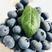精品蓝莓，一手货源，产地直发，散装2斤起起，欢迎来电