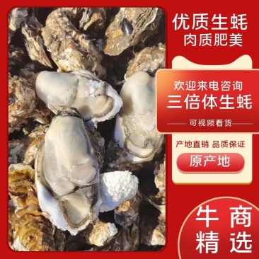 三倍体，生蚝，海蛎子生蚝，二倍体生蚝，通货