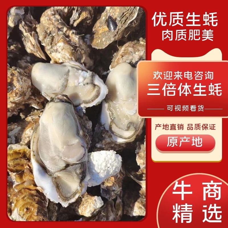 三倍体，生蚝，海蛎子生蚝，二倍体生蚝，通货
