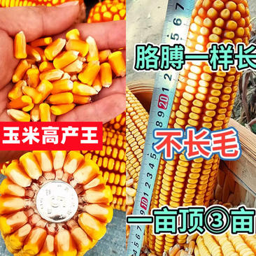 先玉045大田杂交玉米种子高产，青贮玉米品种
