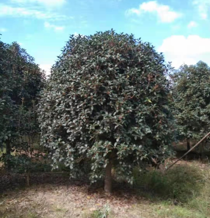 金桂树市场价格，2.5-3米桂花多少钱