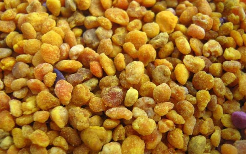 小兴安岭东北林区蜂花粉