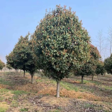 红叶石楠树价格是多少