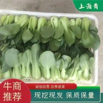 江苏海门大棚种植上海青天天有货，质量保证节点精品