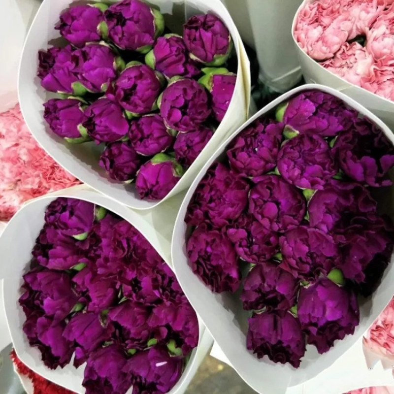 云南产地直发康乃馨鲜花母亲节鲜花基地发货