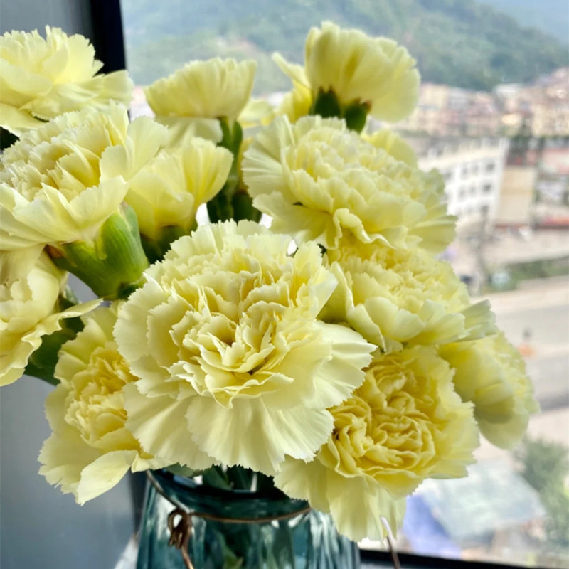 云南产地直发康乃馨鲜花母亲节鲜花基地发货